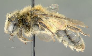Media type: image;   Entomology 609592 Aspect: habitus lateral view